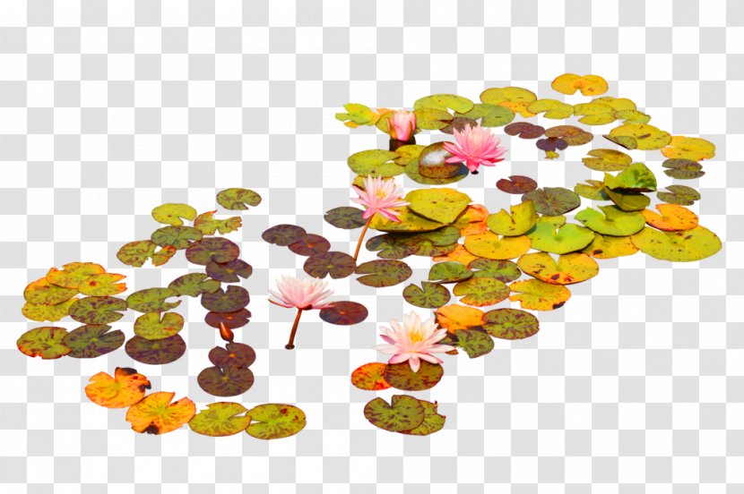 Nelumbo Nucifera Photography Lotus Effect Leaf - Petal - Yellow Simple Decorative Pattern Transparent PNG