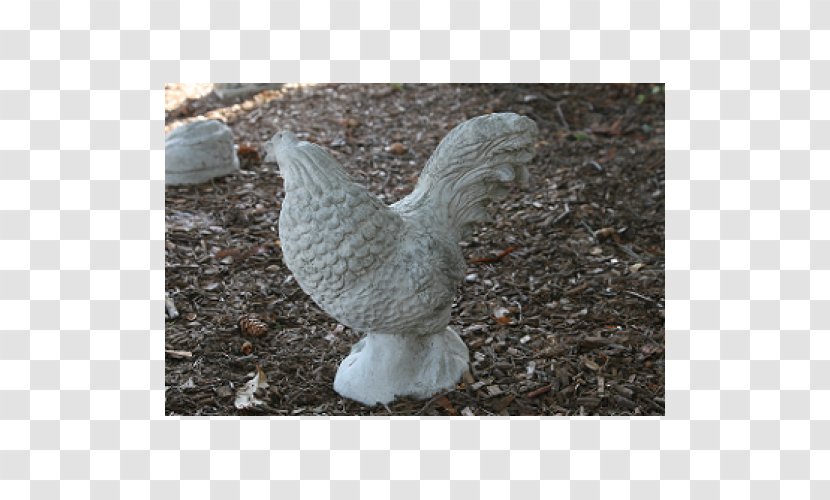 Chicken Bird Galliformes Fowl Poultry - Rooster Transparent PNG