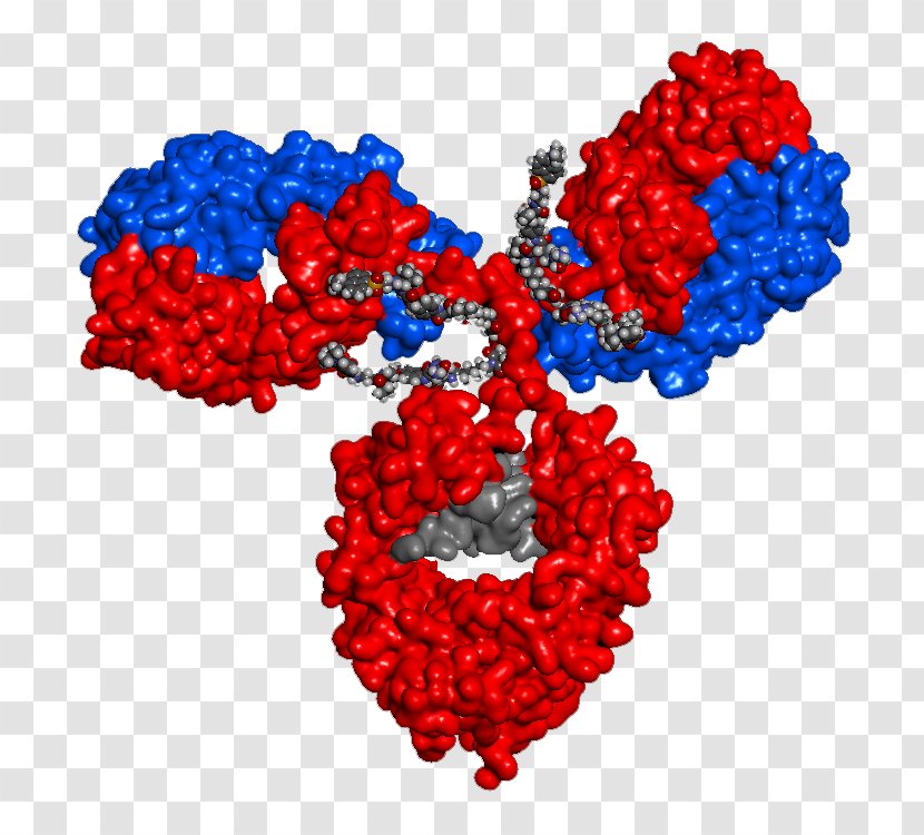 Antibody-drug Conjugate Immunology Biologic Immune System - Cartoon - Drug Transparent PNG