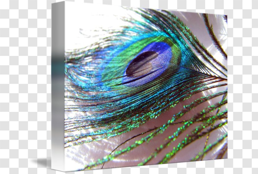 Close-up Feather - Modern Art - Color Peacock Feathers Transparent PNG