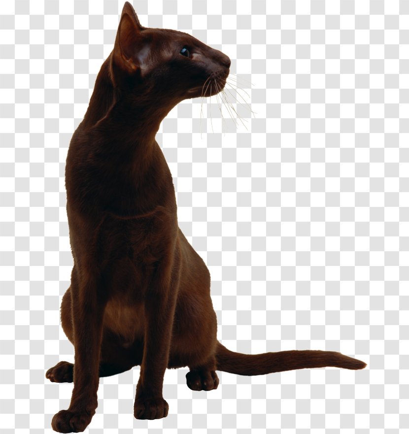 Black Cat Havana Brown Burmese Bombay Sphynx - Mammal - Kitten Transparent PNG