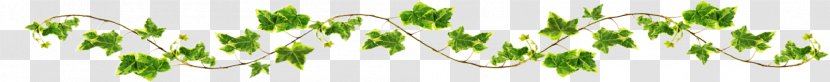 Sweet Grass Vetiver Wheatgrass Commodity Desktop Wallpaper - Vine Leaves Transparent PNG