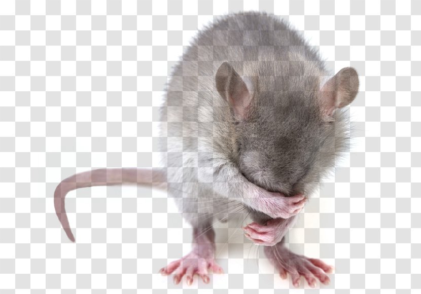 Rat Mouse Gerbil North District, Taichung Pest - Muroids Transparent PNG
