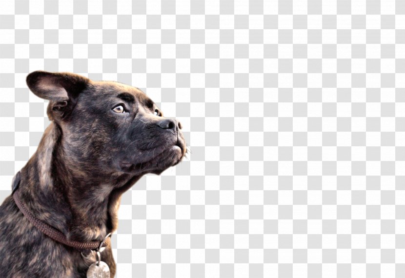 Dog Breed Cane Corso Scottish Terrier West Highland White Puppy - Like Mammal Transparent PNG