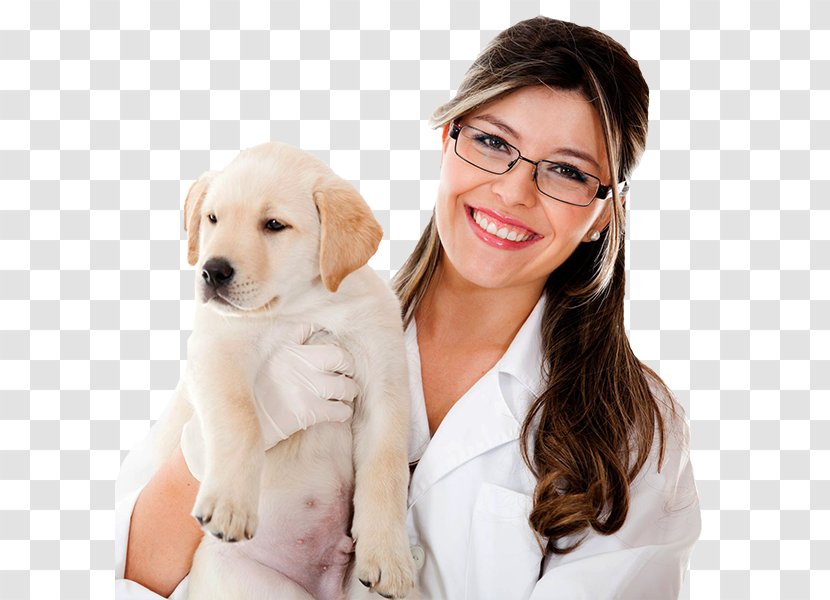 Dog Veterinarian Veterinary Medicine Handbook Of Neurology Cat Transparent PNG