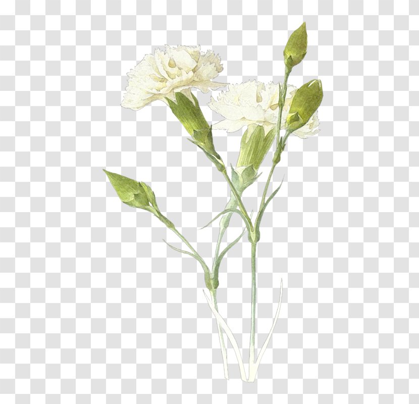 Carnation White Clip Art - Plant - Floristry Transparent PNG