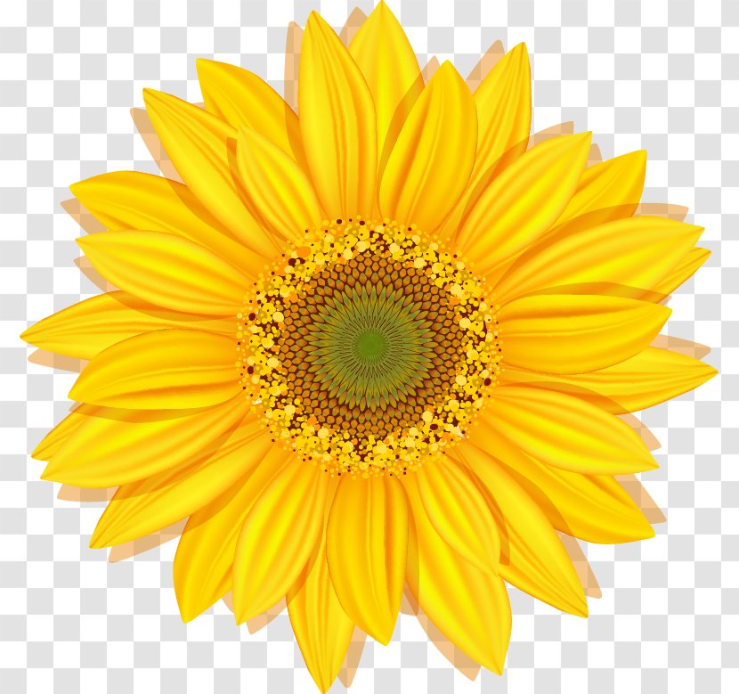 Common Sunflower Stock Photography Clip Art - Gerbera Transparent PNG