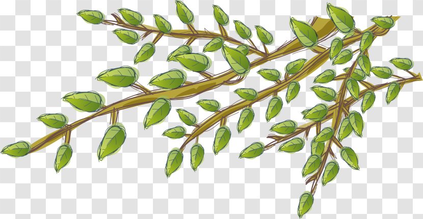 Branch Tree - Plant - Green Leaf Transparent PNG