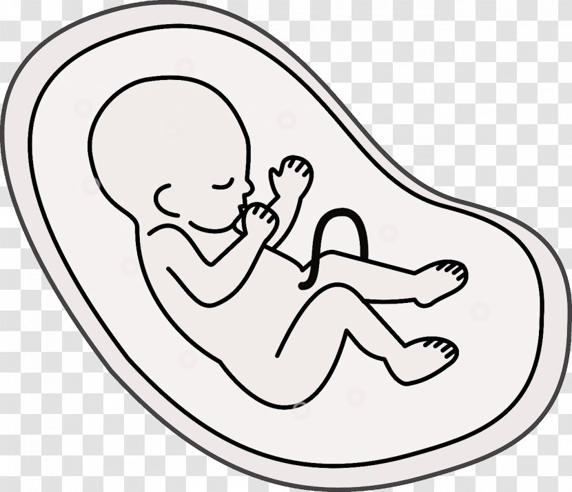 Embryo Fetus Cartoon Pregnancy - Frame Transparent PNG