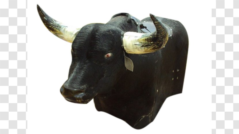 Bull Cattle Ox Horn Snout - Toro Transparent PNG