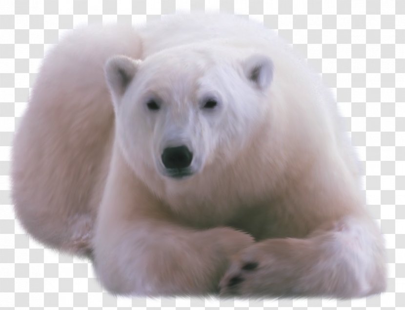 Polar Bear DVTK Jegesmedvék - Bears International - White Transparent PNG