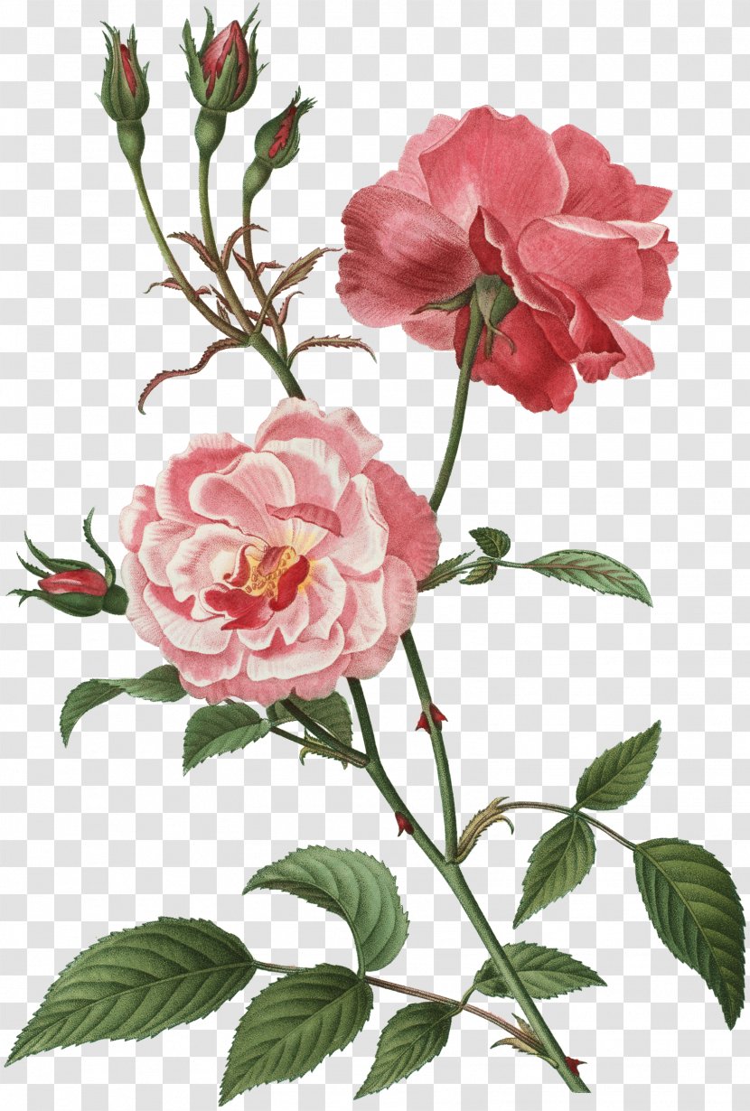 Rose Flower Floral Design Botany Clip Art - Branch - Butterlfy Transparent PNG