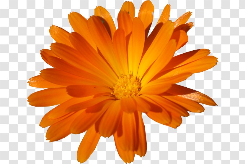 Clip Art Image Adobe Photoshop Psd - Petal - Orange Romantic Flowers Transparent PNG