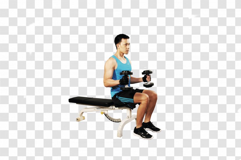 Biceps Curl Dumbbell Physical Fitness Bench - Cartoon Transparent PNG