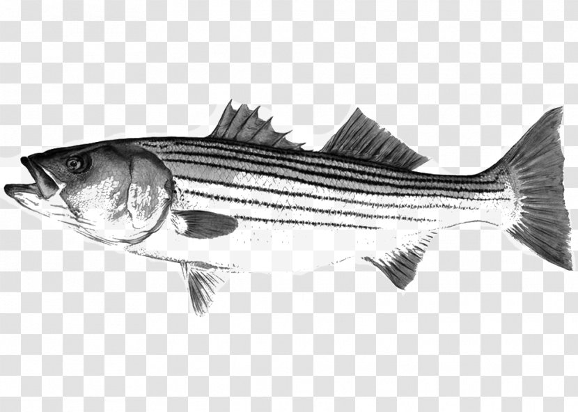 Striped Bass Mackerel Fishing New York Hampshire - Herring - Loligo Transparent PNG