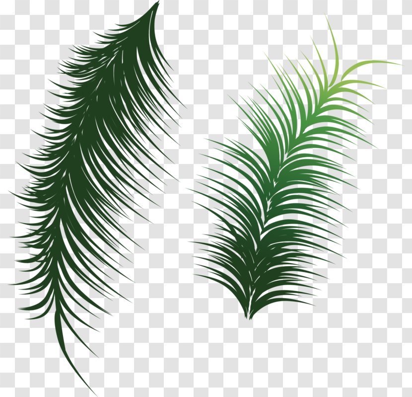 Arecaceae Leaf Coconut Clip Art - Green Leaves Transparent PNG