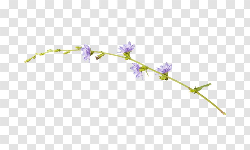 Purple Clip Art - Branch - Lilac Flowers Transparent PNG