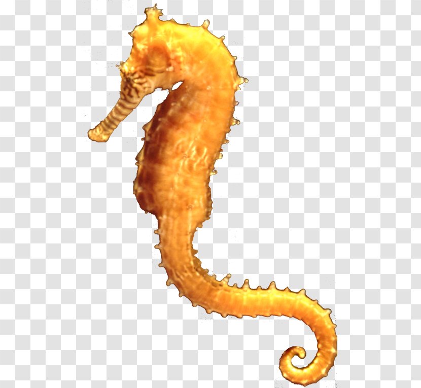 Seahorse Earth Ocean Park Conservation Foundation Hong Kong Research Transparent PNG