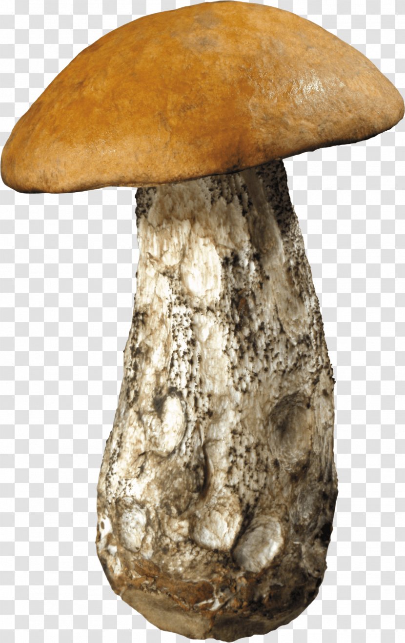 Edible Mushroom Shiitake Clip Art Transparent PNG