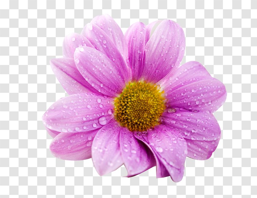 Ultra-high-definition Television 4K Resolution Flower Wallpaper - Gerbera - Purple Daisy Buckle Free Stock Photos Transparent PNG