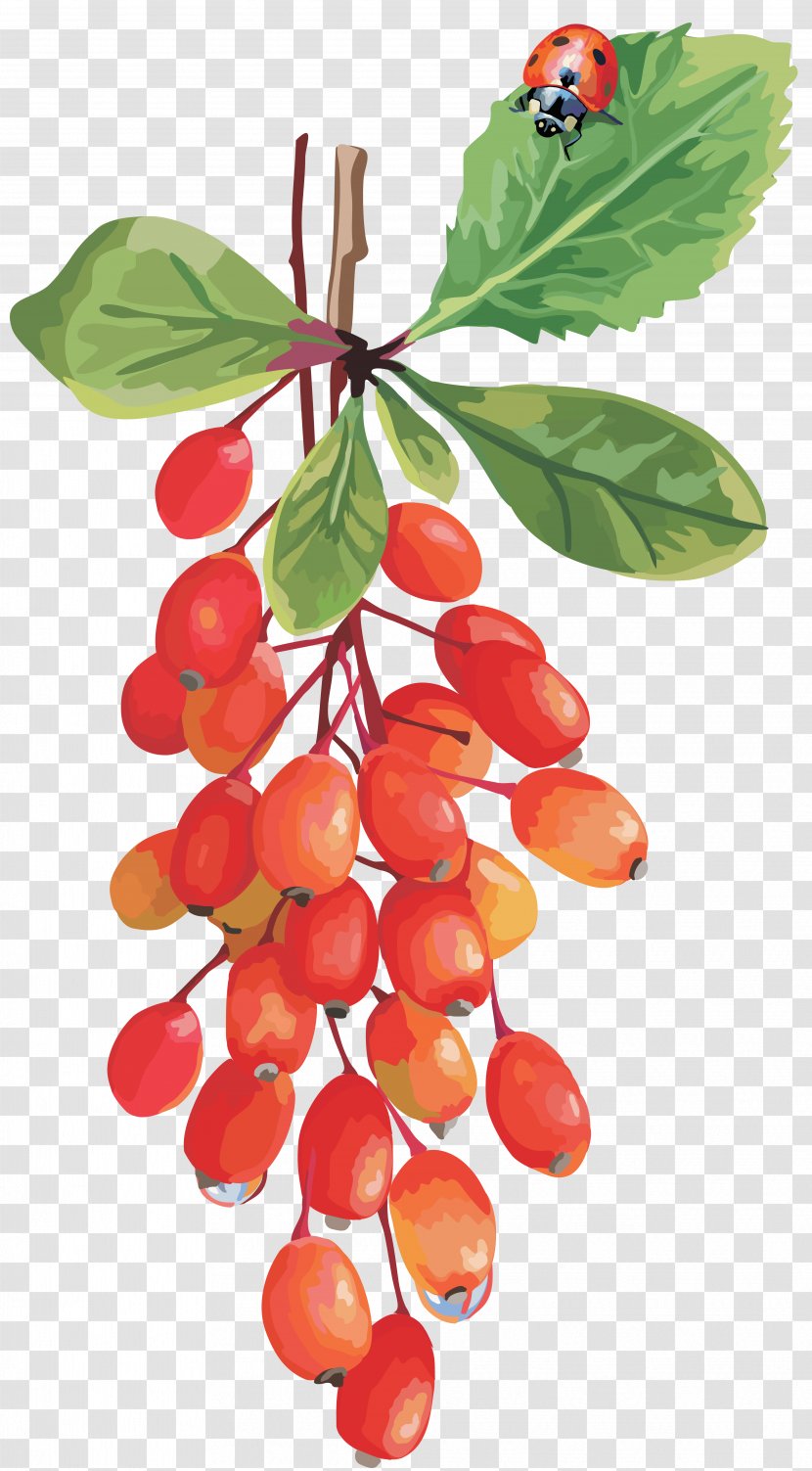 Cranberry Lingonberry Cherry Grape - Auglis Transparent PNG