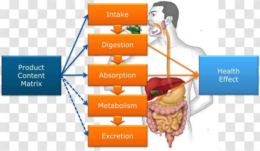 Digestion Food Healthy Diet - Health Transparent PNG