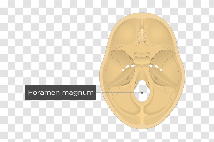 Foramen Magnum Transverse Sinuses Groove For Sinus Occipital Bone - Clivus - Skull Transparent PNG