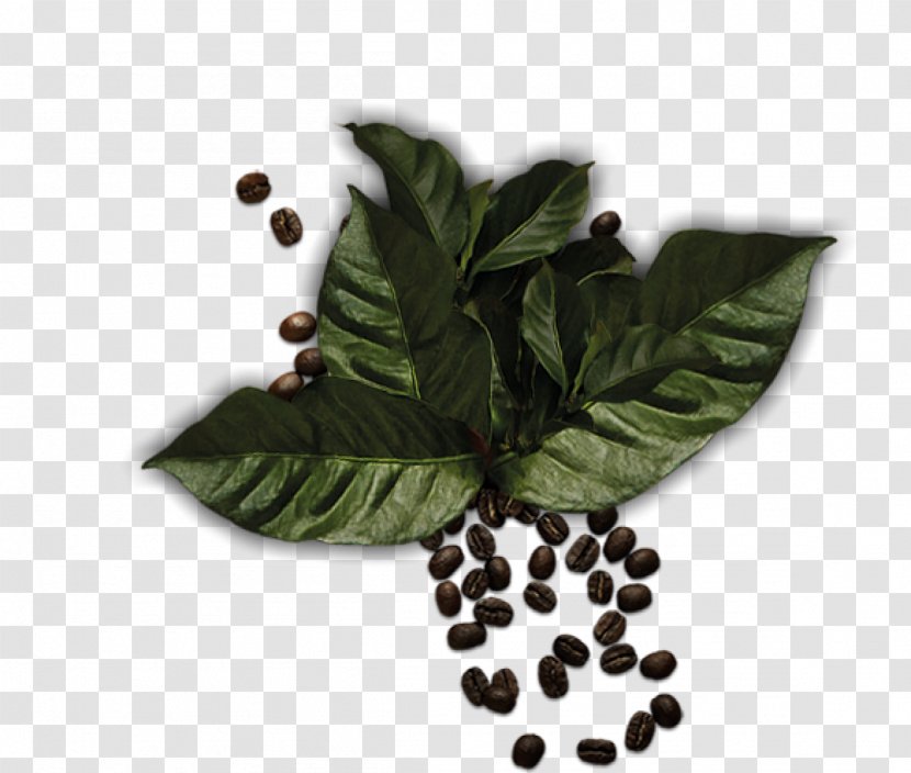 Leaf Herbalism Superfood Tree - Herb Transparent PNG
