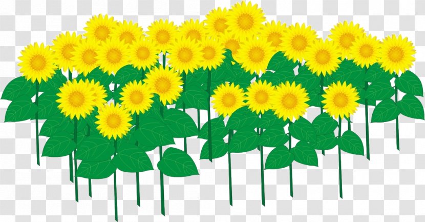 Common Sunflower Cartoon - Designer Transparent PNG
