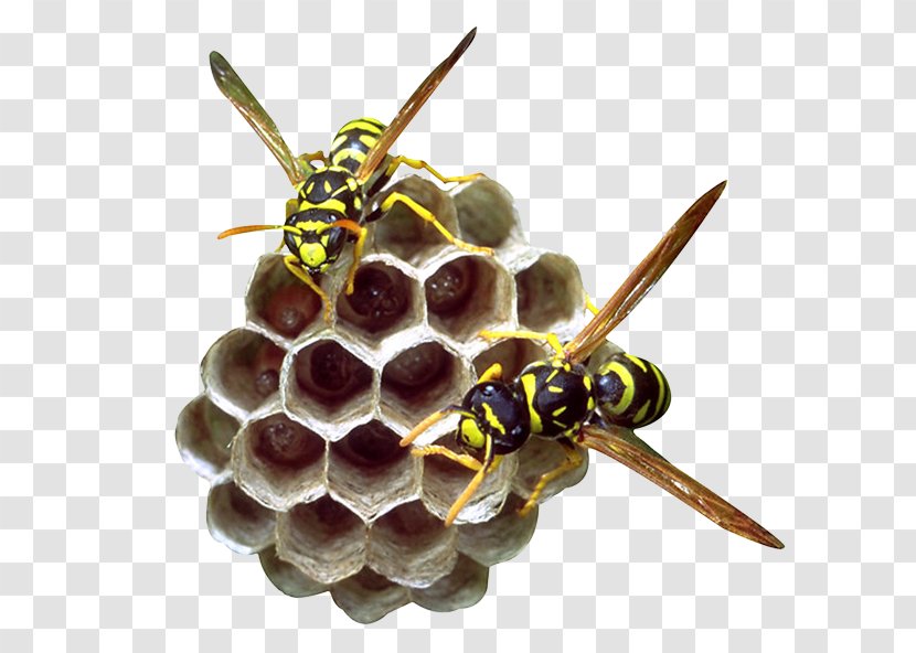 Beehive Honeycomb Bee Pollen - Honey - Hive Transparent PNG