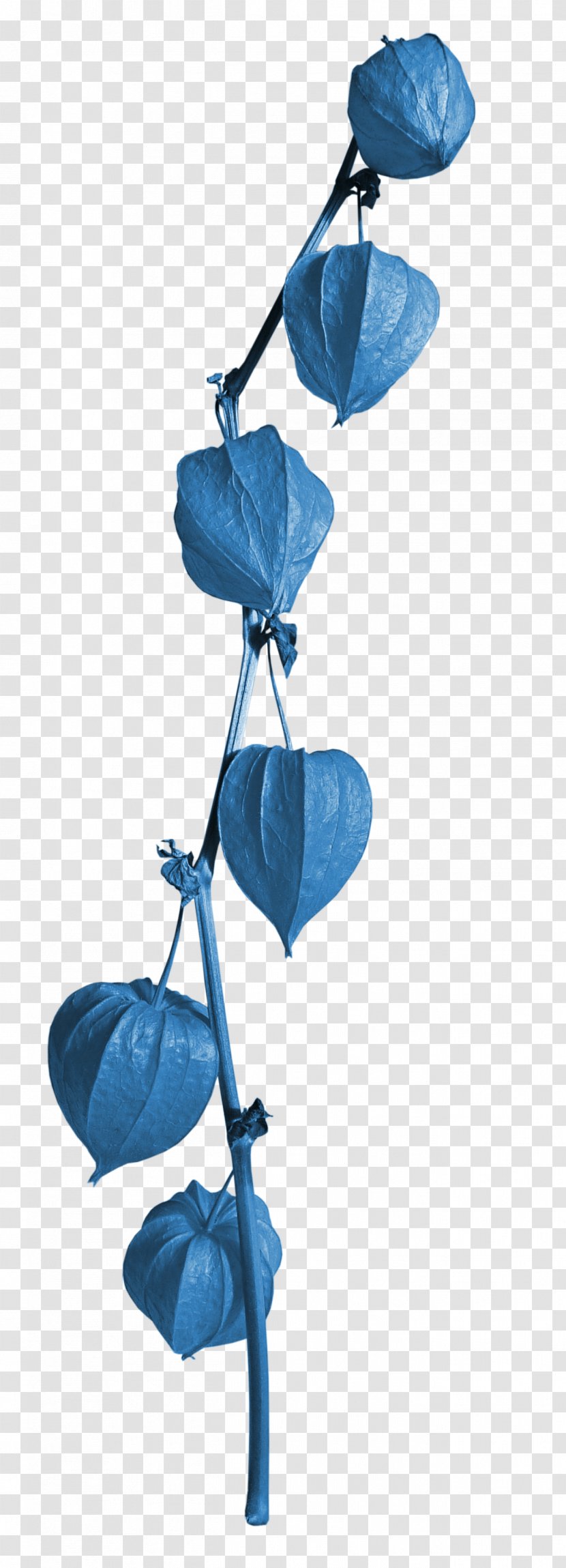 Photography - Leaf - Lanterns Transparent PNG