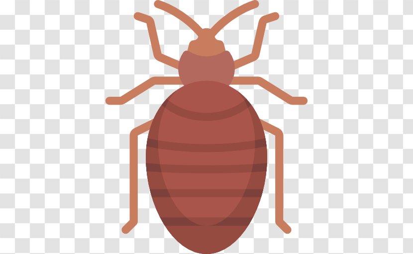 Bed Bug Bite Control Techniques Bedbug Pest - Insect - Beetle Transparent PNG