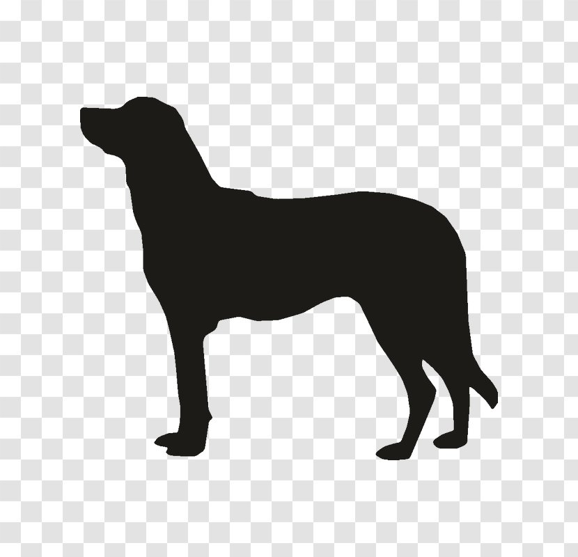 Labrador Retriever Anatolian Shepherd Dog Breed German Bernese Mountain - Australian Cattle - Boston Terrier Transparent PNG