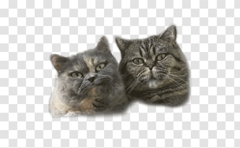 British Shorthair European Chartreux American Whiskers - Small To Medium Sized Cats - Kitten Transparent PNG