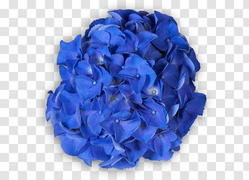 Hydrangeaceae Cut Flowers Petal - Hydrangea - BLUE Transparent PNG