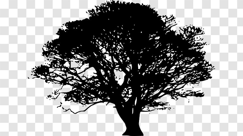 Clip Art Vector Graphics Tree Image - Pine - Ink Ancient Architecture Transparent PNG