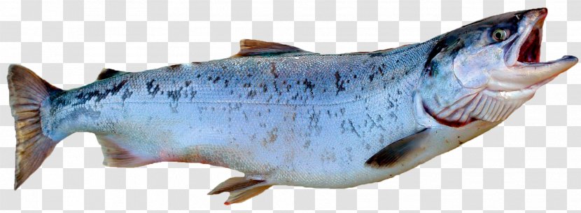 Smoked Salmon Fish Atlantic Coho - Fauna - SALMON Transparent PNG