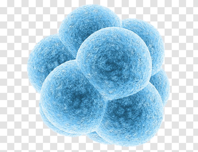 Embryonic Stem Cell Embryo Donation - In Vitro Fertilisation Transparent PNG