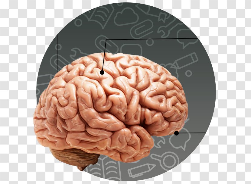 Human Body Brain Child Head - Watercolor - Intelligent Transparent PNG