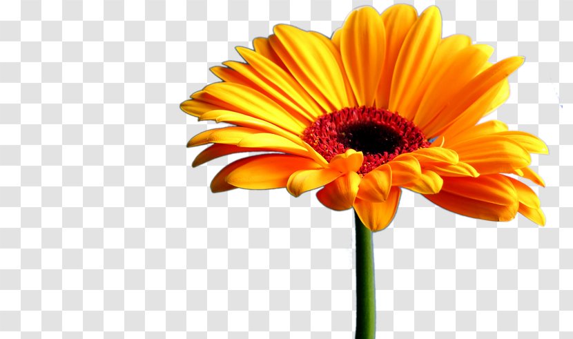 Television Wall Clip Art - Calendula - Daisy Yellow Transparent PNG