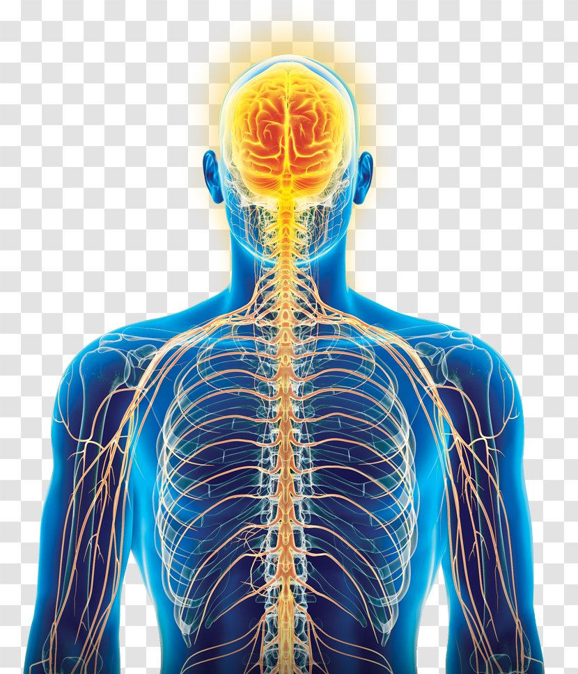 Microneurography ADInstruments Neurology Nerve PowerLab - Silhouette - Watercolor Transparent PNG