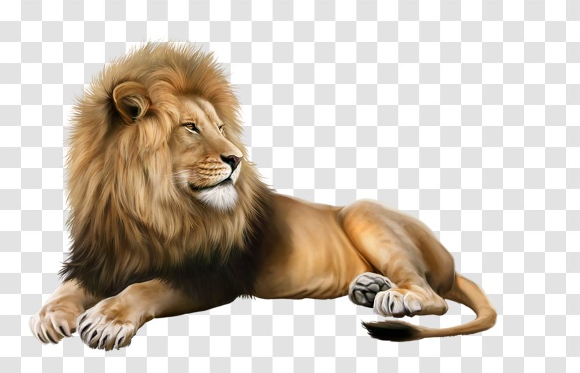 Lion Image Photograph Illustration - Snout Transparent PNG