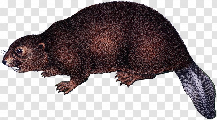 Platypus Beaver Rodent Animal Mammal - Organism Transparent PNG