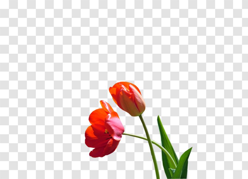 Tulip Cut Flowers Plant Stem Desktop Wallpaper Bud - Closeup Transparent PNG