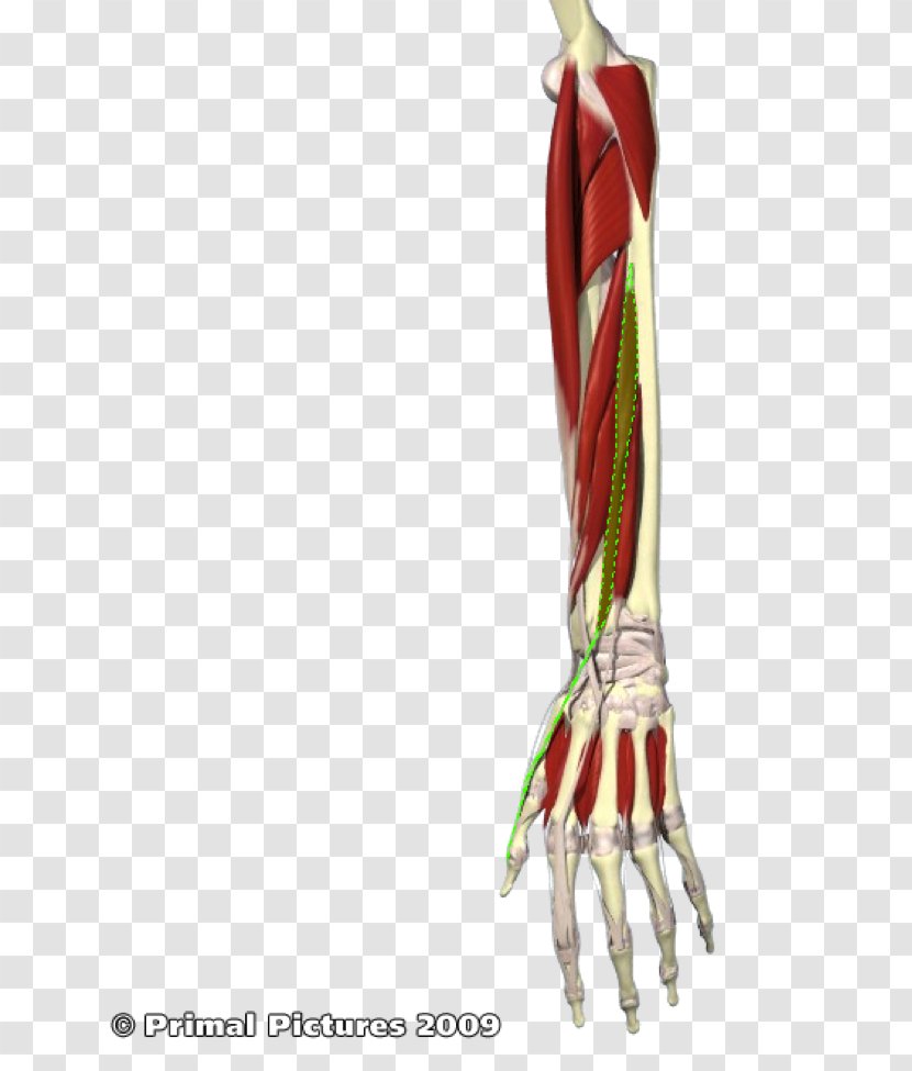 Flexor Pollicis Longus Muscle Extensor Brevis Forearm - Heart - Exterior Right Arm Transparent PNG