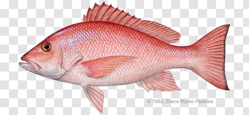Fishing International Game Fish Association - Bony - Red Transparent PNG