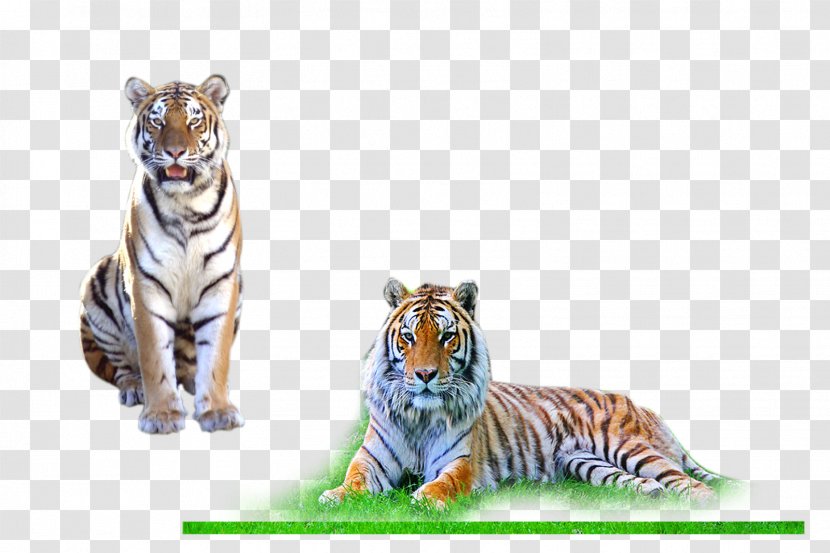 Desktop Wallpaper - Adobe Systems - Tiger Transparent PNG