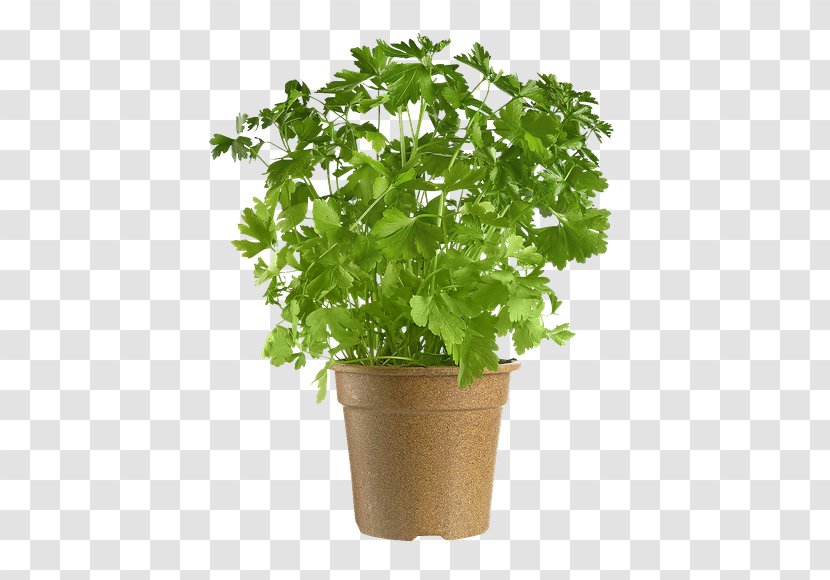 Parsley Coriander Flowerpot Leaf - Herb Transparent PNG