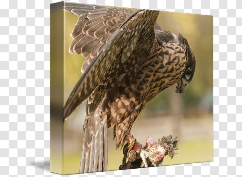 Hawk Owl Buzzard Eagle Beak - Accipitriformes Transparent PNG