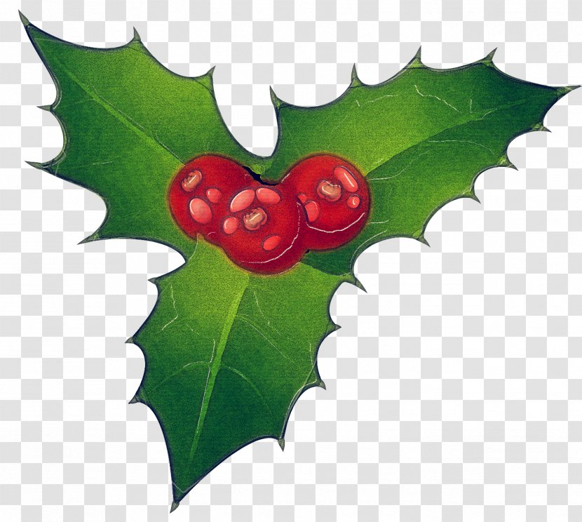 Holly - American - Tree Flowering Plant Transparent PNG